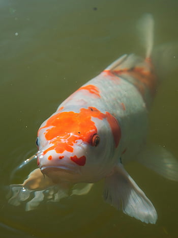 koi fish, close-up photo, colorful koi, swimming koi, tranquil waters, Osaka Japan, aquatic life, pond fish, ornamental fish, underwater photography, koi carp