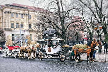 brown horses, carriage, historic city, vintage horse-drawn carriages, cobblestone street, building, historic architecture, horse-drawn transportation, old-fashioned carriage, cityscape, street scene