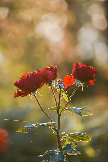 red roses, blooming roses, summer garden, sunny garden, vibrant petals, natural beauty, close-up flowers, garden flowers, red rose petals, sunlit garden, floral beauty