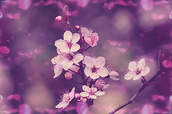 cherry Blossoms, bloom, tree, pink, ornamental Cherry, nature, bud, branch, spring, pastel, almond Blossom