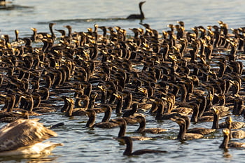 ptáků, kormoránů, velké egrets, jezero, Příroda, krajina, velká volavka, kastoria, Řecko, nebe, pole