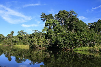 ecuador, jungle, nature, exotic, fauna