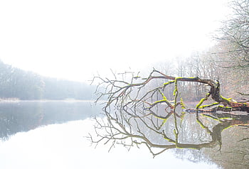 strom, mrtvý, jezero, mrtvý strom, holý strom, poboček, klidné vody, zrcadlení, zrcadlový obraz, odraz, vodní odraz