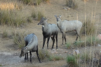 nilgai, antilopa, boselaphus tragocamelus, nilgau, Příroda, modrý býk, zvíře, mužský, býložravec, divoký, rajasthan