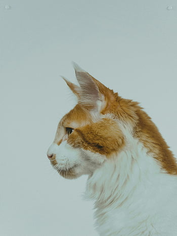 szőrös macska, bolyhos Maine Coon, Oldalnézet portré, szürke háttér, közeli felvétel, Fehér és narancssárga macska, pet fotózás, állati portré, házimacska, bolyhos szőrme, macska arca