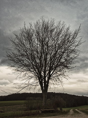 baum, ağaç, yaşlı ağaç, doğa, gökyüzü, himmel, natur, Baum Alter, landschaft, geäst