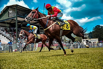 horse, equestrian, race, horse Race Track, finish Line, animal, equine, nature, stallion, germany, ride