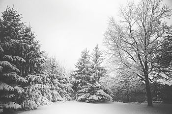 snow covered trees, winter scene, black and white, tranquil, snow-covered trees, winter landscape, snowy trees, evergreen trees, bare branches, snowfall, peaceful winter