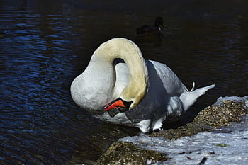 swan, bird, white Swan, animal, head, waterfowl, water Bird, plumage, feathers, beak, ornithology