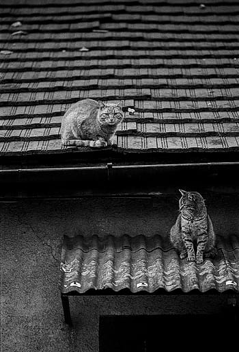 Černý a bílý, kočky, film, analogový, minolta, rokkor, 200 mm, kodak, tri-x, střecha, odpoledne