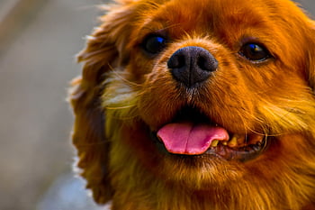 king Charles Spaniel, cavalier King Charles Spaniel, puppy, pet, dog, toy Dog, canine, nature, animal, king Charles Spinel, spaniel