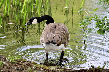 canada Goose, goose, wild Goose, plumage, water Bird, bird, pond, water, animal, nature, lake