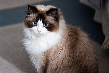 cat, ragdoll, longhair Cat, domestic Animal, pet, blue Eyes, cat Eyes, breed Cat, animal, portrait