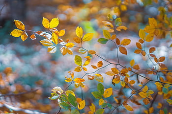 falla, gren, löv, lämnar på hösten, höstlöv, höstfärger, höst säsong, höstens färger, natur