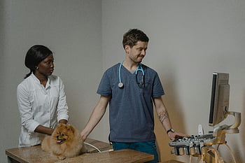 veterinář, ultrazvuk, Pes, Veterinární asistent, kontrola, veterinární klinika, Zdraví domácích zvířat, lékařské vyšetření, péče o zvířata, Veterinární zařízení, ultrazvukový stroj
