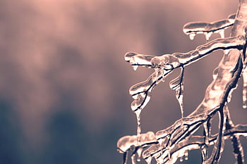 frozen tree twigs, selective focus, frosty branches, icicles, winter mood, close-up, serene, detailed, nature photography, winter landscape, icy branches