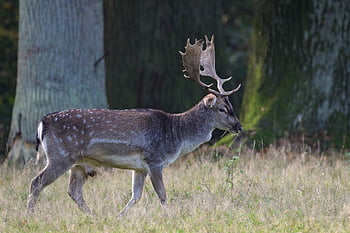 deer, fallow Deer, forest, meadow, fall, nature