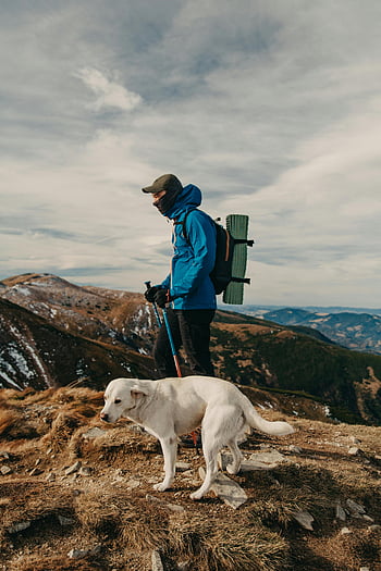 hiking, mountain peak, purebred dog, scenic mountain ridge, adventure, companionship, nature, male hiker, outdoor activity, trekking, white dog