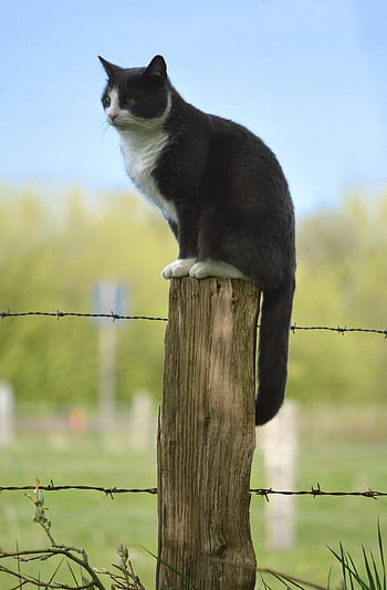 gatto, recinzione, all'aperto, animale, animale domestico, natura, giardino, recinto del pascolo, palo di legno, puntata, inviare