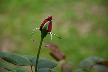 バラのつぼみ、 赤いバラのつぼみ、 ローズ、 赤いバラ、 花、 バラの花、 咲く、 美しい花、 自然、 庭園、 春