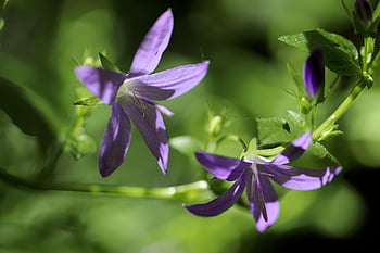 campanule, campanula, fiore, fiori viola, petali, retroilluminazione, fiorire, fioritura, flora, le foglie, natura