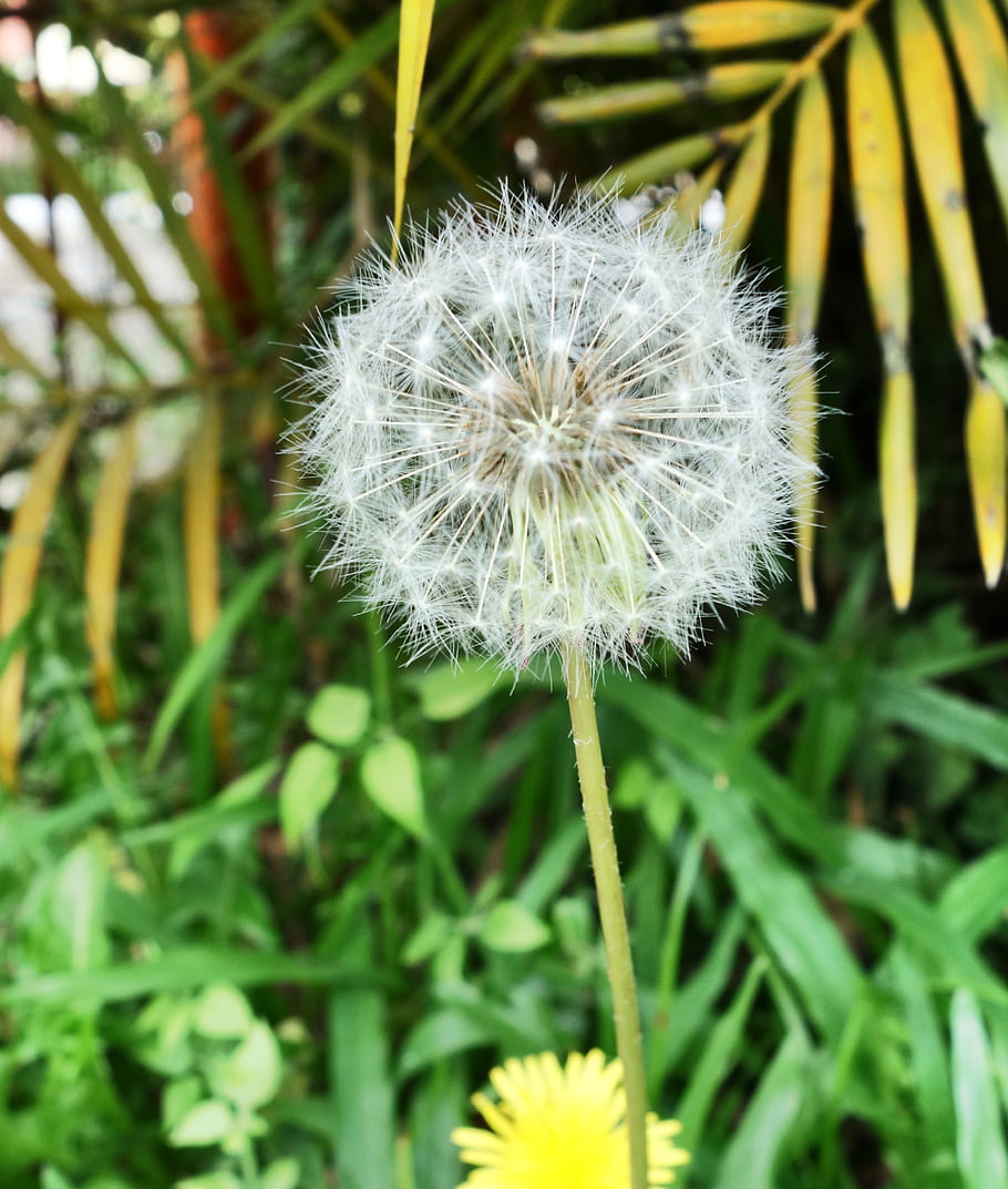 fiore di tarassaco, yercaud, tamilnadu, Hotel Tamilandu, Chennai, TTDC, sony rx100, Sony DSC-RX100, natura, pianta, all'aperto