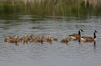 oche del Canada, paperi, lago, pulcini, uccelli, oche, oche baby, uccelli acquatici, animali, piume, acqua