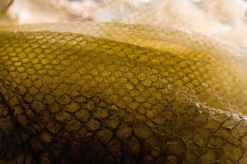 snake, reptile, skin, pattern, dangerous, macro, python