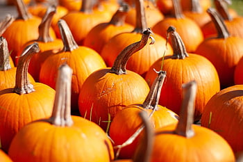 pumpkins, stem, pumpkin Patch, autumn, fall, harvest, october, orange, decoration, farm, halloween