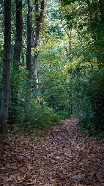 Waldweg, getrocknete Blätter, Herbstblätter, Serene Woodland, ruhige Reflexion, Herbstsaison, Naturszene, Baumstämme, Waldboden, friedliche Umgebung
