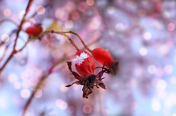 rose Hip, fruit, plant, snow, winter, frost, cold, nature, bokeh, closeup