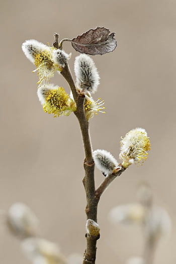 willow Catkins, branch, flower Wallpaper, spring, flowers, pollen, willow, twig, plant, beautiful Flowers, catkins