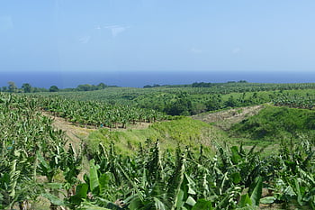 martinique, caribbean, island, france, overseas, cruise, tropical, nature, sea, banana, plantation