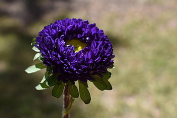 květ, astra, Matsumoto Aster, fialový květ, flóra, květinové pozadí, květinové tapety, Příroda, zahrada, krásné květiny, zblízka