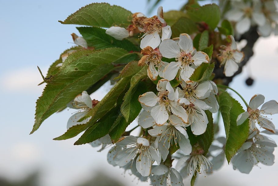 cherry Blossom, flowers, spring, pink Flowers, sakura, flower Wallpaper, bloom, blossom, branch, tree, flower Background