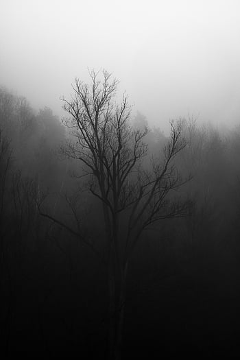 grayscale photo, bare tree, black-and-white, leafless tree, misty forest, haunting, winter scene, atmospheric, nature photography, monochrome, foggy landscape