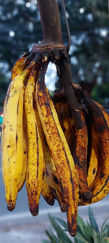 fruit, bananas, organic, ripe, tropical, potassium, plantains, ruben Sukatendel, green Bananas, cooking Bananas