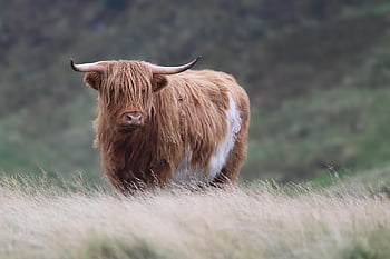 highland Cow, cow, cattle, animal, nature, bull, mountains, landscape, scotland, scottish, meadow