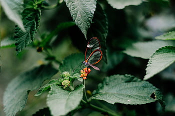butterfly, nature, insect, animal, wings, bloom, colorful, spring, garden, edelfalter, blossom