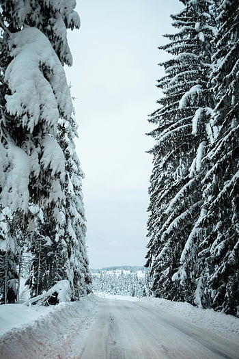 met sneeuw bedekte pijnbomen, winter bos, besneeuwde weg, Serene landschap, bewolkte lucht, winterlandschap, met sneeuw bedekte bomen, bosweg, winter aard, dennenbos, besneeuwde pad