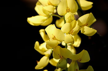mean Golden Rain, laburnum, gold Rush, yellowbush, bean Tree, blossom, yellow Flowers, ornamental Shrub, poisonous Plant, poisonous, flower Panicle