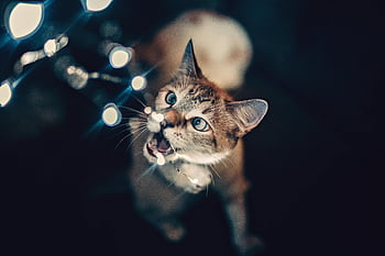 brown cat, string lights, adorable cat, domestic cat, playful scene, charming scene, indoor photo, cat playing, cat interaction, string lights indoor, cat with lights