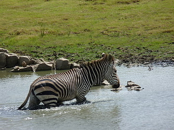 το hartmann, ζέβρα, mountain zebra, Αφρική, Νότια Αφρική, λωρίδα, άγρια ​​ζωή, φύση, σαφάρι, ριγέ, άλογο