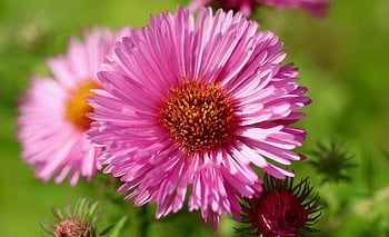 aster, aster Blossom, petals, blossom, bloom, pink, glaive, stamens