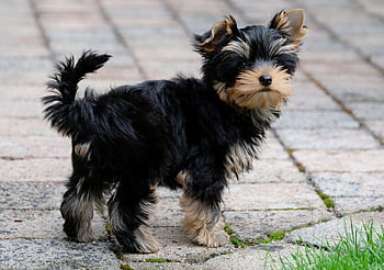 yorkshire Terrier, nature, dog, puppy, pet, yorkie, animal, young Dog, small Dog, domestic Dog, purebred Dog