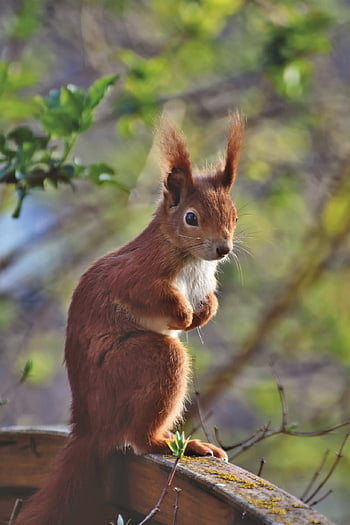 scoiattolo rosso, roditore, animale, scoiattolo, scoiattolo rosso eurasiatico, sciurus vulgaris, natura, mondo animale
