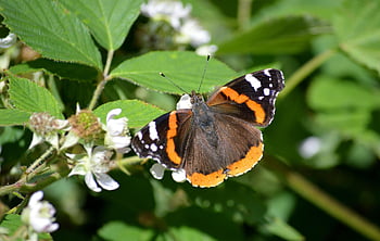butterfly, red Admiral, insect, admiral Butterfly, vanessa Atalanta, edelfalter, blackberry, plant, nature, close Up, entomology