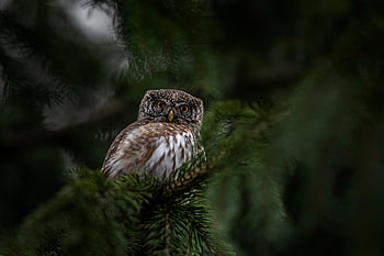 sova obecná, sova, pták, zobák, peří, glaucidium passerinum, volně žijících živočichů, venku, strom, les, zvířecí křídlo