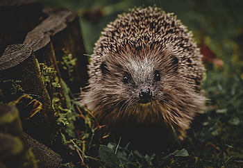 hedgehog, animal, spur, nature, mammal, prickly, cute, the World Of Animals, nocturnal