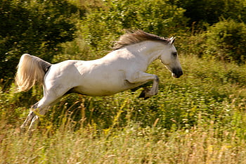 cavallo bianco, campo di erba verde, cavallo che salta, campagna verde lussureggiante, giorno soleggiato, cavallo maestoso, scena all'aperto, fotografia naturalistica, animale in movimento, paesaggio rurale, fotografia equestre